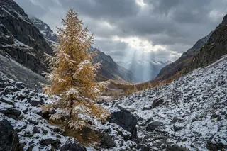 A lone larch tree dusted with first snow among rocks.